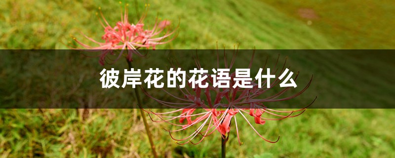 彼岸花的花语是什么 彼岸花的花语是什么