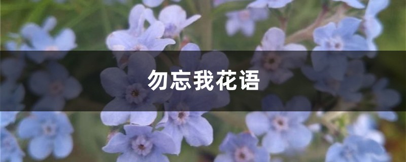 勿忘我花语和寓意 勿忘我花语和寓意