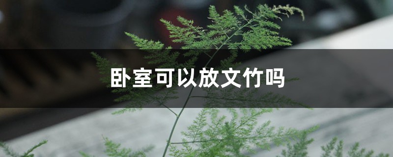卧室可以放文竹吗 卧室可以放文竹吗
