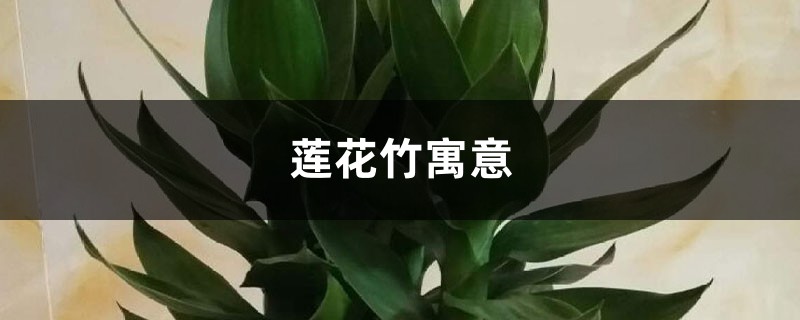 莲花竹寓意和摆放位置 莲花竹寓意和摆放位置