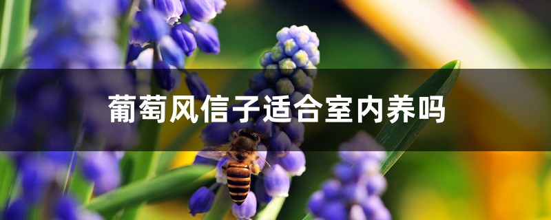 葡萄风信子有毒吗，适合室内养吗