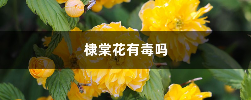 棣棠花有毒吗,可以种在家里吗 棣棠花有毒吗,可以种在家里吗