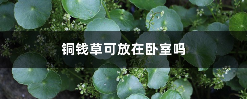 铜钱草可放在卧室吗