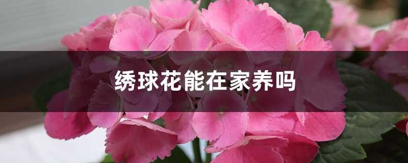 绣球花能在家养吗