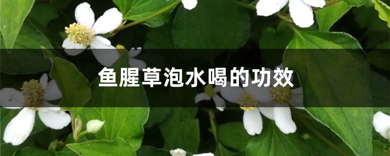 鱼腥草泡水喝的功效 鱼腥草泡水喝的功效