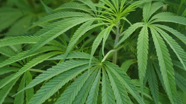 印度大麻的危害 印度大麻的危害