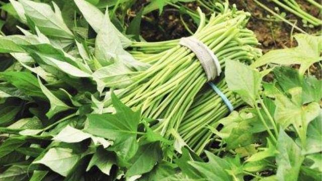 地瓜叶的功效与作用 地瓜叶的功效与作用