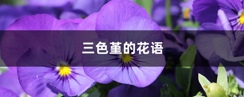 三色堇的花语 三色堇的花语