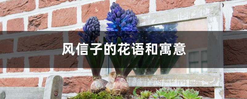 风信子的花语和寓意 风信子的花语和寓意