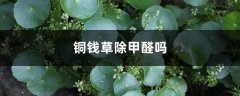 铜钱草除甲醛吗