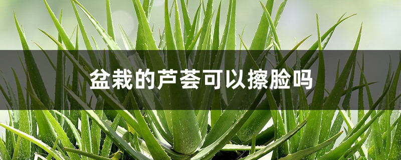 盆栽的芦荟可以擦脸吗 盆栽的芦荟可以擦脸吗
