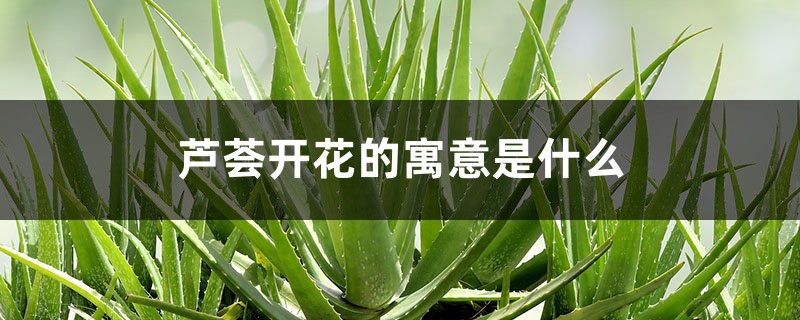 芦荟开花的寓意是什么 芦荟开花的寓意是什么