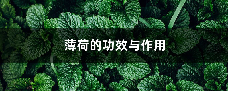 薄荷的功效与作用 薄荷的功效与作用