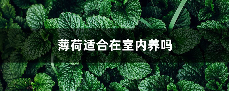 薄荷适合在室内养吗 薄荷适合在室内养吗