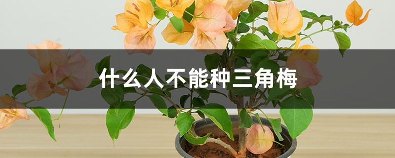 什么人不能种三角梅 什么人不能种三角梅