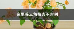 家里养三角梅吉不吉利