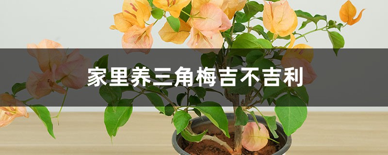 家里养三角梅吉不吉利