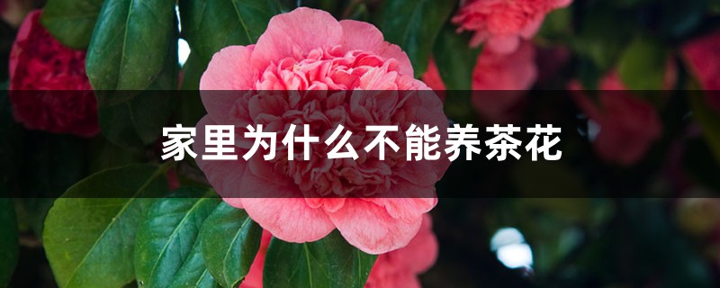 家里为什么不能养茶花 家里为什么不能养茶花