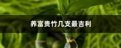 养富贵竹几支最吉利