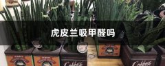 虎皮兰吸甲醛吗