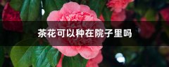 茶花可以种在院子里吗