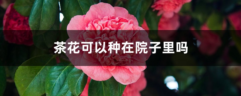茶花可以种在院子里吗 茶花可以种在院子里吗