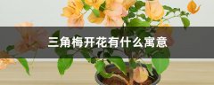 三角梅开花有什么寓意