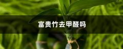富贵竹去甲醛吗