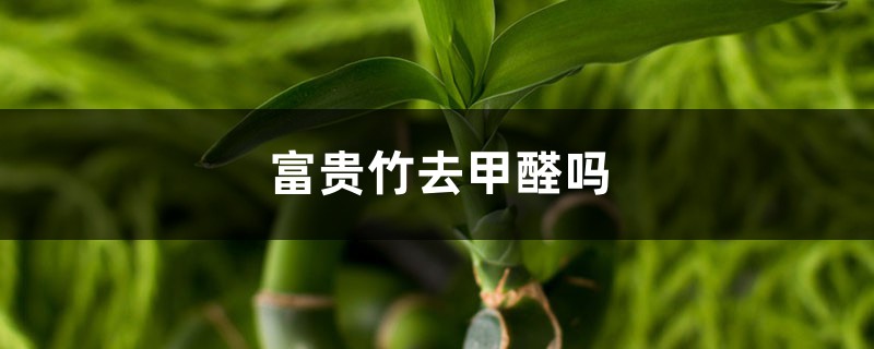 富贵竹去甲醛吗 富贵竹去甲醛吗