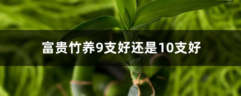 富贵竹养9支好还是10支好 富贵竹养9支好还是10支好