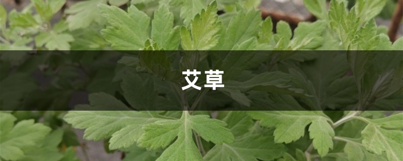 门口的艾草别丢,驱蚊子煮鸡蛋…原来好处这么多! 门口的艾草别丢,驱蚊子煮鸡蛋…原来好处这么多!