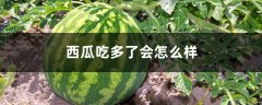 西瓜吃多了会怎么样