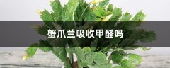 蟹爪兰吸收甲醛吗