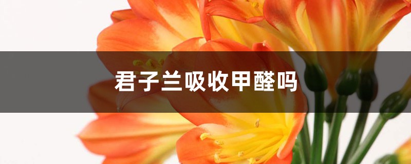 君子兰吸收甲醛吗 君子兰吸收甲醛吗