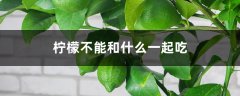 柠檬不能和什么一起吃