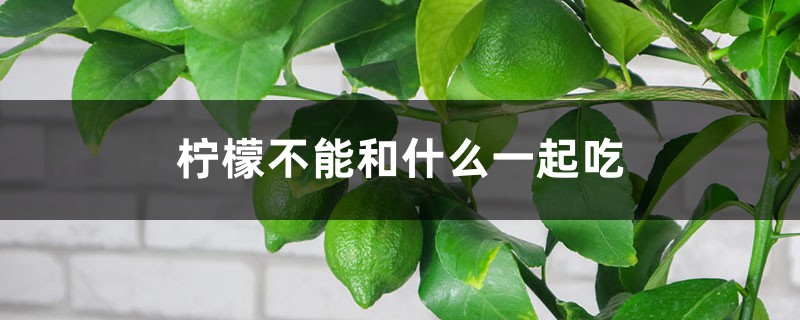 柠檬不能和什么一起吃 柠檬不能和什么一起吃