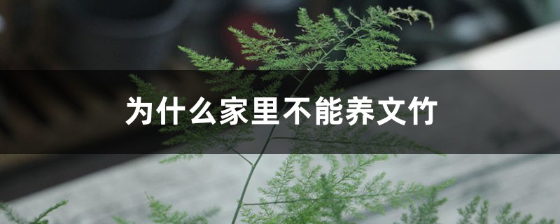 为什么家里不能养文竹 为什么家里不能养文竹
