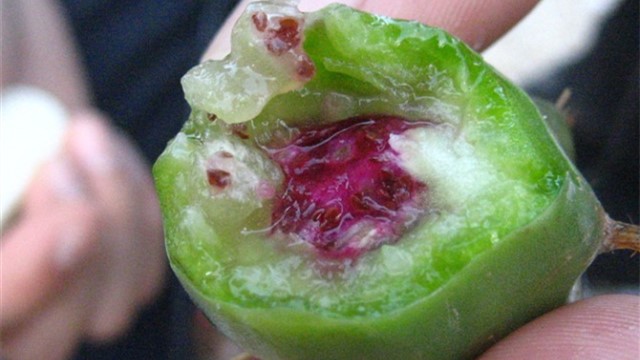 仙人果的功效与作用 仙人果的功效与作用