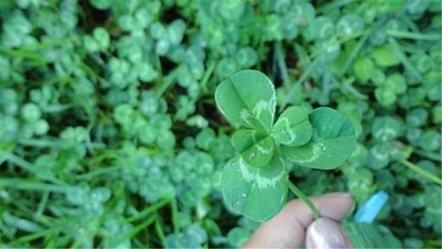 五叶草的功效与作用 五叶草的功效与作用