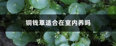 铜钱草适合在室内养吗