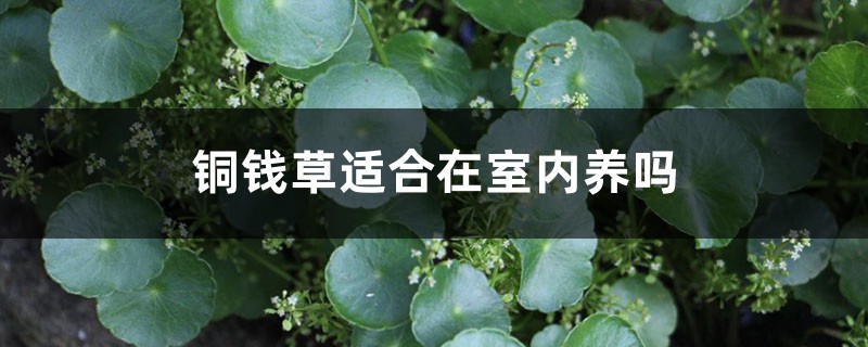 铜钱草适合在室内养吗 铜钱草适合在室内养吗
