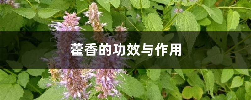 藿香的功效与作用 藿香的功效与作用