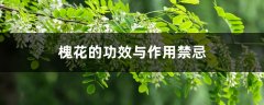 槐花的功效与作用禁忌