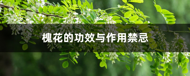 槐花的功效与作用禁忌 槐花的功效与作用禁忌