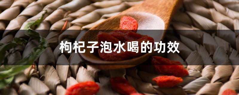 枸杞子泡水喝的功效 枸杞子泡水喝的功效