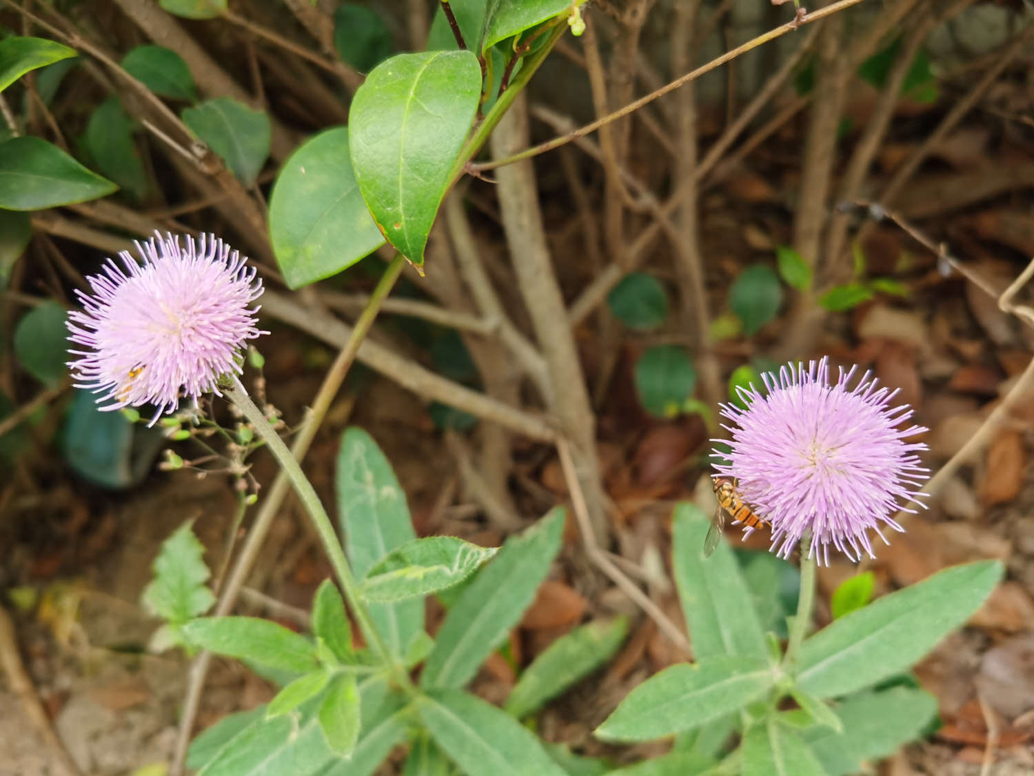 刺儿菜