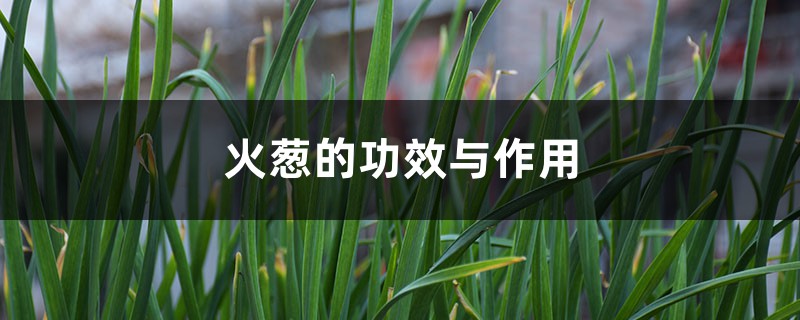 火葱的功效与作用 火葱的功效与作用