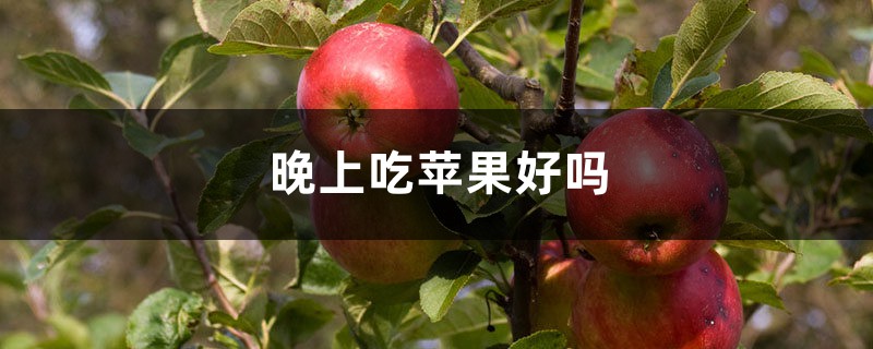 晚上吃苹果好吗 晚上吃苹果好吗