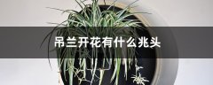 吊兰开花有什么兆头