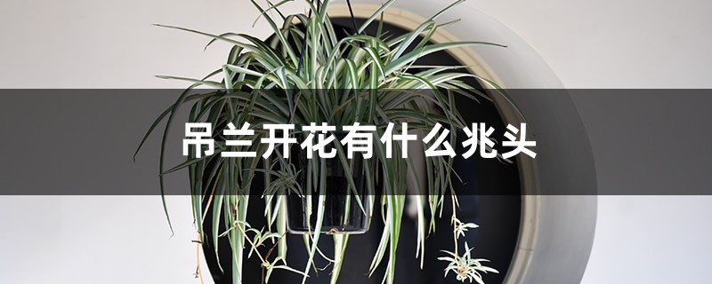 吊兰开花有什么兆头 吊兰开花有什么兆头